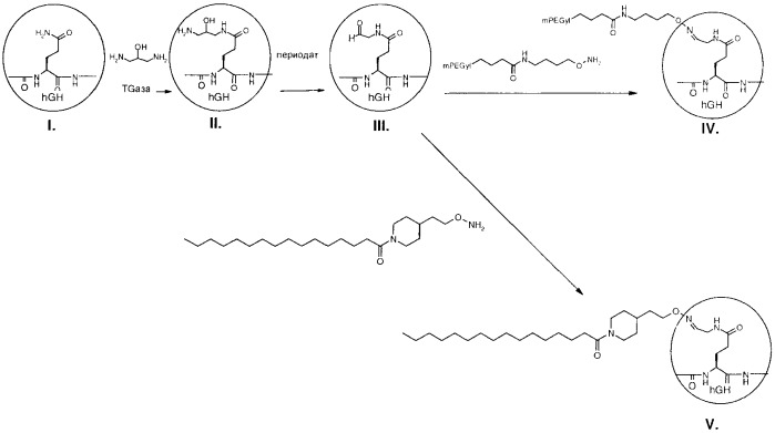 Способ конъюгации пептидов, опосредованной трансглутаминазой (патент 2385879)