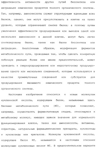 Гены corynebacterium glutamicum, кодирующие белки метаболических путей (патент 2306339)