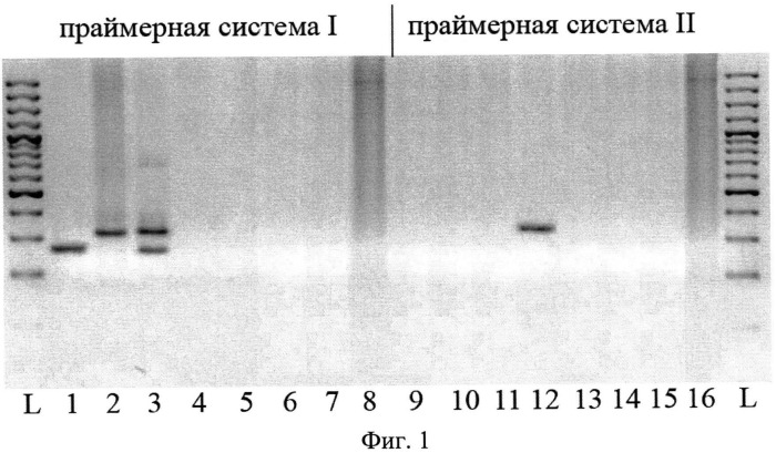 Способ видовой днк-дифференциации на разных стадиях жизненного цикла гельминтов-возбудителей церкариального дерматита человека (патент 2509156)