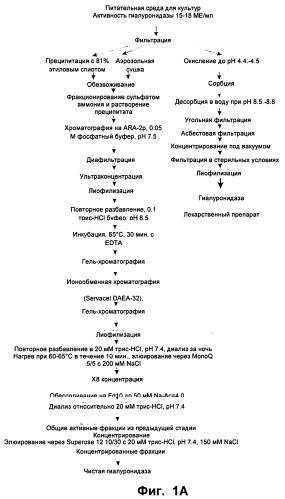 Гиалуронидаза и способ ее применения (патент 2471867)