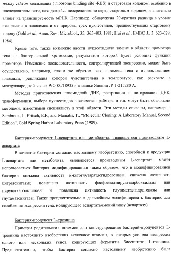 Бактерия, принадлежащая к роду pantoea, - продуцент l-аспартата или метаболита, являющегося производным l-аспартата, и способ получения l-аспартата или метаболита, являющегося производным l-аспартата (патент 2411289)
