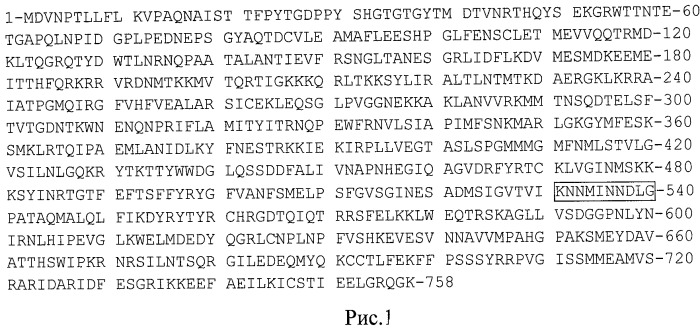 Противовирусный пептид, подавляющий репликацию вируса гриппа (патент 2492178)