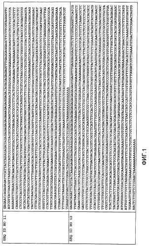 Fad-2-мутанты и растения с высоким содержанием олеиновой кислоты (патент 2461624)