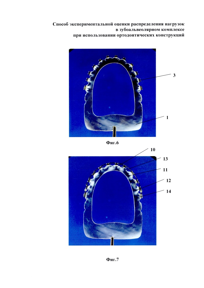 Способ экспериментальной оценки распределения нагрузок в зубоальвеолярном комплексе при использовании ортодонтических конструкций (патент 2618888)