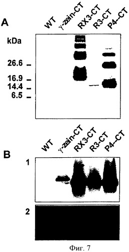 Получение пептидов и белков путем аккумулирования в эндоплазматическом ретикулуме растений (патент 2381275)