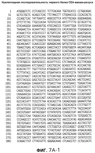 Слитые белки карциноэмбрионального антигена (патент 2380375)
