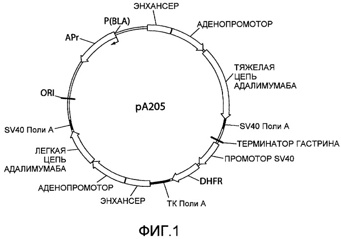 Элементы рекомбинантного вектора экспрессии (reves) для усиления экспрессии рекомбинантных белков в клетках-хозяевах (патент 2518340)