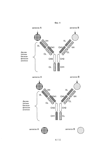 Двухвалентные биспецифические антитела (патент 2587616)