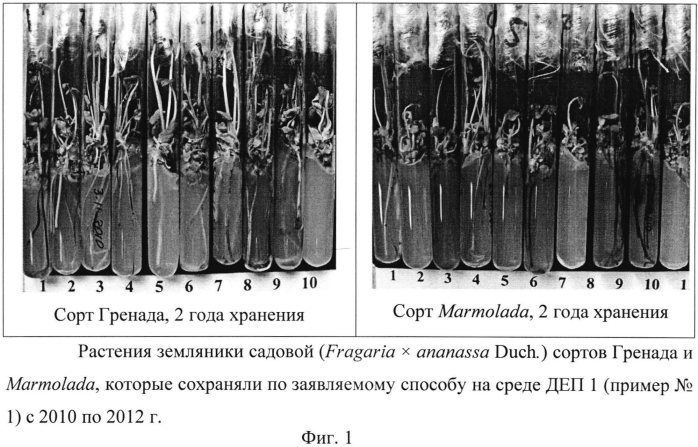 Способ сохранения in vitro растений земляники (fragaria l.) (патент 2564565)