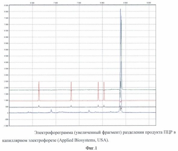 Способ определения гаплотипического полиморфизма участка аутосомной днк индивидуума (патент 2432398)