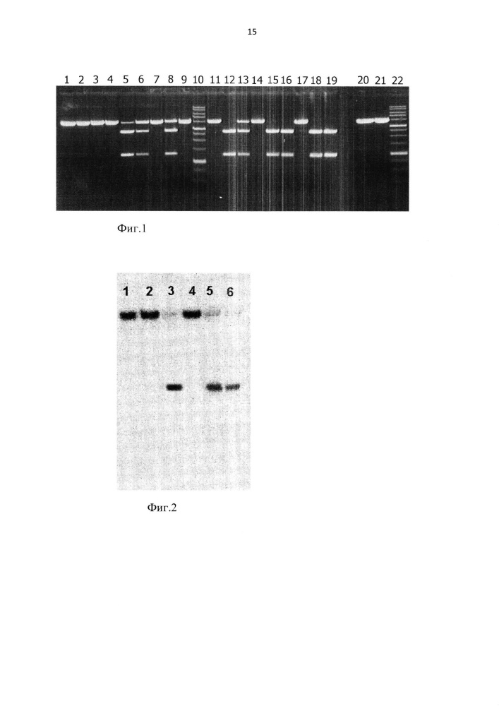 Штамм бактерий micrococcus luteus 805 - продуцент сайт-специфической метилзависимой эндонуклеазы mluvi (патент 2614262)