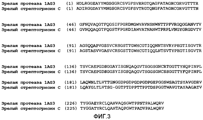 Протеаза streptomyces (патент 2486244)