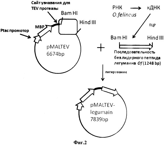 Рекомбинантная плазмидная днк pmaltev-legumain, кодирующая полипептид, обладающий антигенными свойствами белка легумаин opisthorchis felineus, и штамм e.coli bl 21(de3)plyss-pmaltev-legumain - продуцент рекомбинантного полипептида, обладающего антигенными свойствами белка легумаин opisthorchis felineus (патент 2496876)