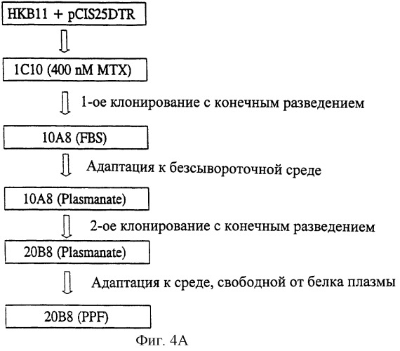 Способ получения и выделения белка, обладающего активностью фактора viii, линия клеток нкв, экспрессирующая белок, обладающий активностью фактора viii (варианты) (патент 2249041)