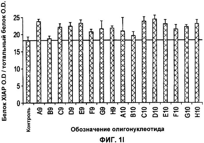 Лечение пролиферативных заболеваний с использованием антисмыслового олигомера iap и химиотерапевтического препарата (патент 2376018)