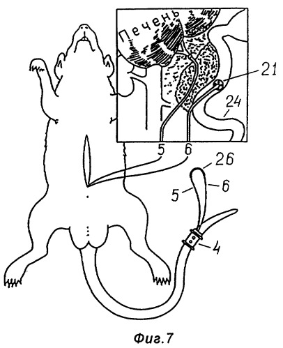 Устройство для получения желчи у крыс в хроническом эксперименте (патент 2282419)