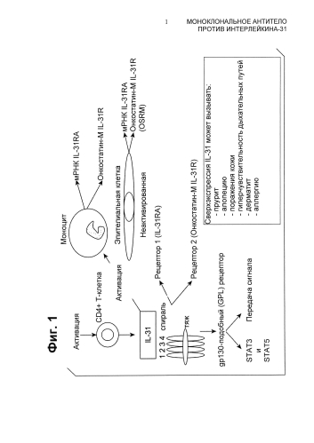 Моноклональное антитело против интерлейкина-31 (патент 2588462)
