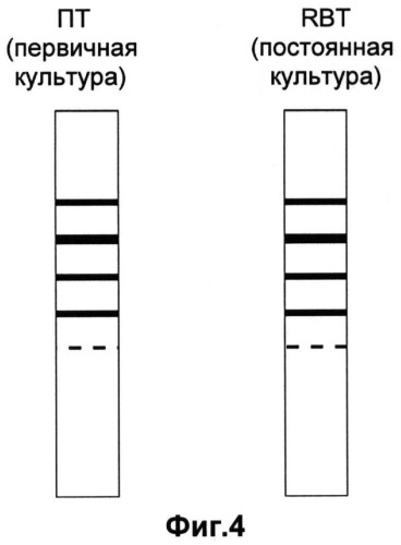 Линия клеток почки теленка bos taurus rbt (rene bos taurus) для репродукции вирусов животных (патент 2488631)