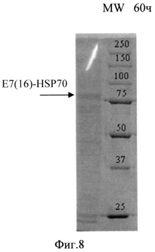 Способ микробиологического синтеза гибридного белка е7-hsp70 (варианты) (патент 2546917)