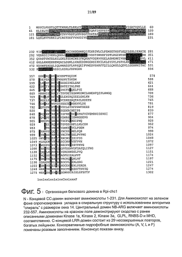 Клонирование и использование функционального r-гена из solanum chacoense (патент 2586509)