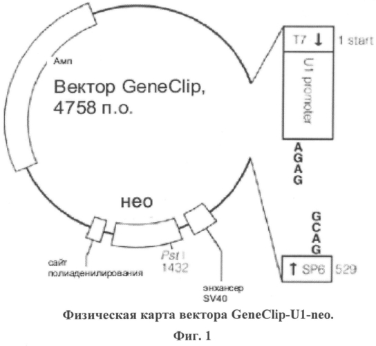 Кассетная генетическая конструкция, экспрессирующая две биологически активные siphk, эффективно атакующие транскрипты вич-1 субтипа а у больных в россии, направленные на мphk обратной транскритазы и интегразы, и одну siphk, направленную на мphk гена ccr5 (патент 2552486)