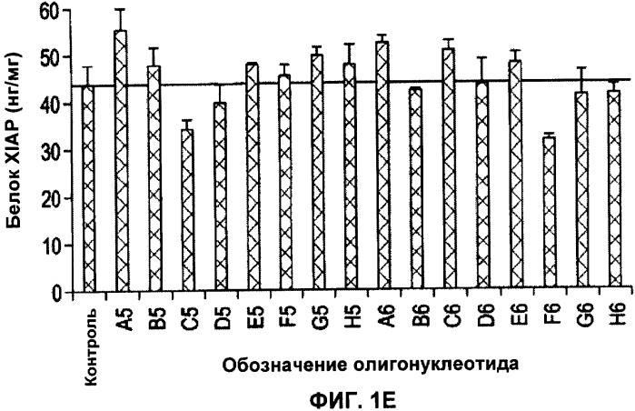 Лечение пролиферативных заболеваний с использованием антисмыслового олигомера iap и химиотерапевтического препарата (патент 2376018)