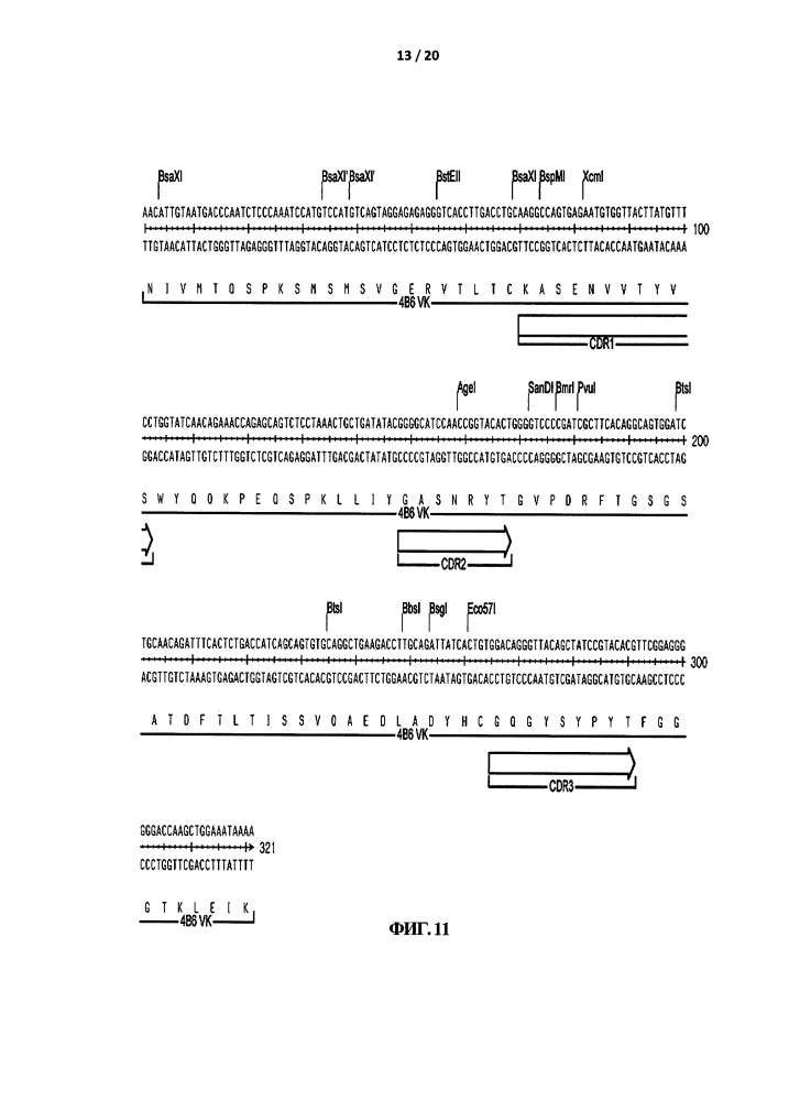 Антитело к аннексину а1 (патент 2596403)