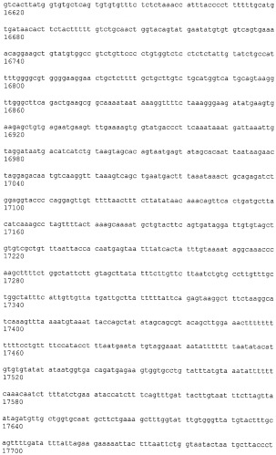 Иммортализованная клеточная линия птиц (патент 2475536)