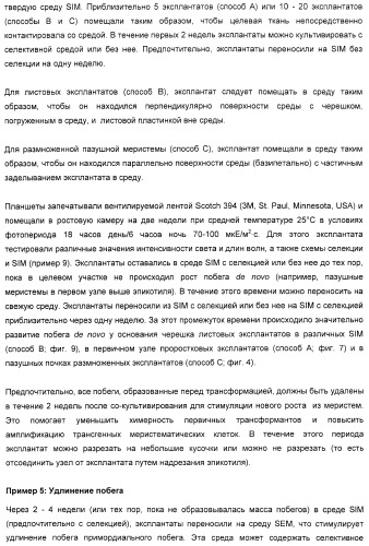 Улучшенная трансформация сои (патент 2389797)