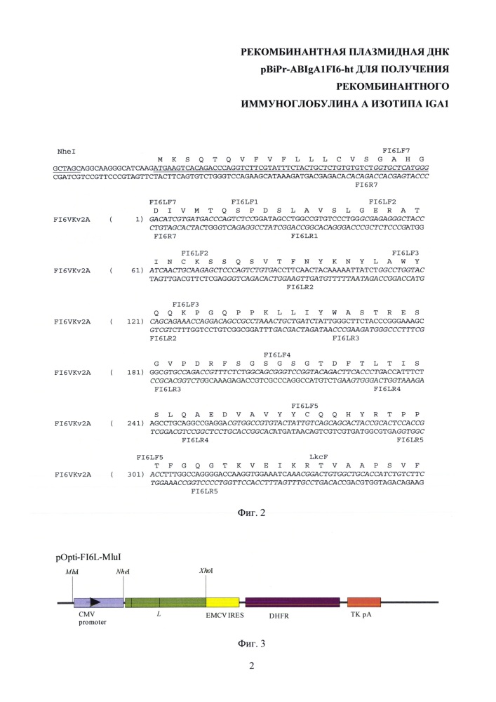 Рекомбинантная плазмидная днк pbipr-abiga1fi6-ht для получения рекомбинантного иммуноглобулина а изотипа iga1 (патент 2656142)