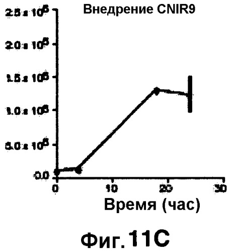 Применение бактериальной бета-лактамазы для диагностики in vitro и визуализации, диагностики и лечения in vivo (патент 2520661)
