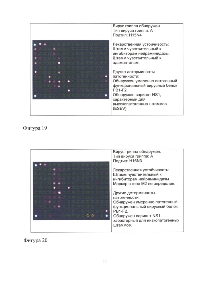 Способ идентификации рнк вирусов гриппа а и в с одновременным определением вариантов гемагглютинина и нейраминидазы вируса гриппа а, идентификацией генетических маркеров патогенности и устойчивости к противогриппозным препаратам на биологических микрочипах, биочип, набор олигонуклеотидных зондов, используемые в способе (патент 2603000)
