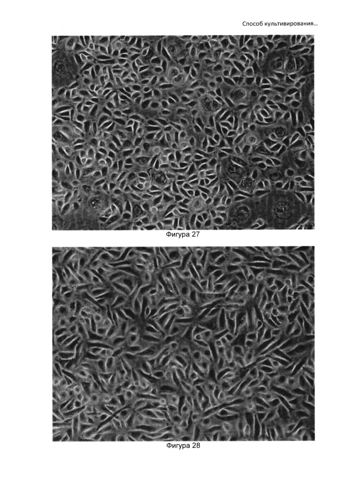 Способ культивирования клеток слюнной железы человека (патент 2631005)