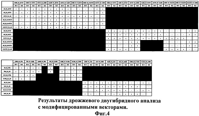 Модифицированная дрожжевая двугибридная система для эффективного исследования взаимодействия между белками и их доменами. (патент 2529356)