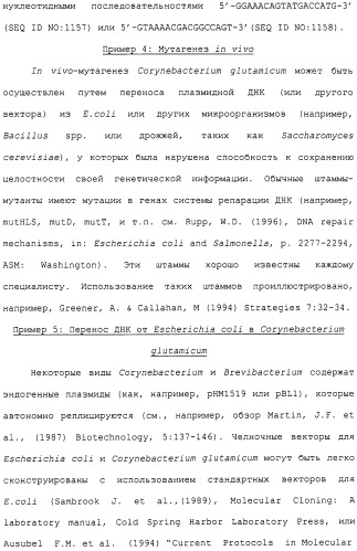 Гены corynebacterium glutamicum, кодирующие белки метаболических путей (патент 2306339)