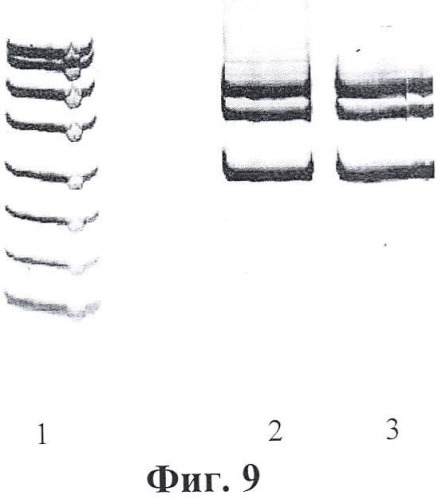 Тест-система для определения мутаций в генах фумарилацетоацетат гидролазы и альфа-1-антитрипсина человека (патент 2458131)