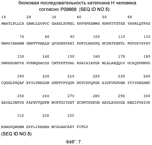 Применение катепсина н (патент 2574005)