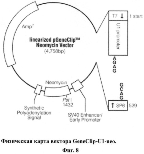 Способ получения кассетных генетических конструкций, экспрессирующих несколько рнк-шпилек (патент 2525935)