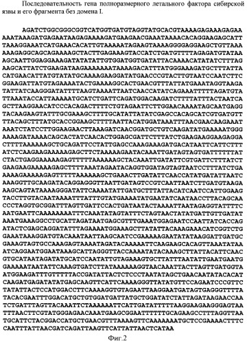 Способ получения функционально активного рекомбинантного белка летального фактора язвы (lf), рекомбинантная плазмидная днк pethis-lf, кодирующая активный белок lf и штамм escherichia coli bl-hislf, продуцирующий активный белок летального фактора сибирской язвы (патент 2361921)