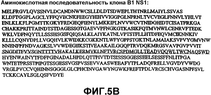 Способ выявления парвовируса b19 человека в биологическом образце (варианты) и набор для его осуществления (патент 2301263)