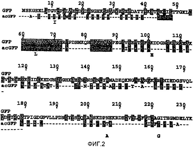 Новые флуоресцирующие белки aequorea coerulscens и способы их применения (патент 2330886)