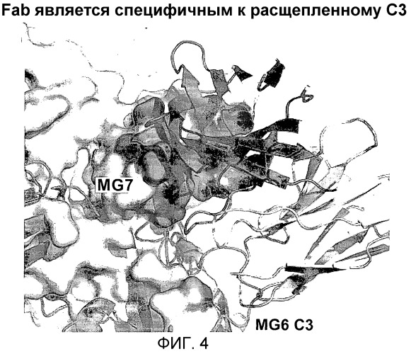 Антитела против c3b и способы профилактики и лечения связанных с комплементом нарушений (патент 2473563)