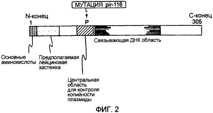 Кольцевая молекула днк, характеризующаяся зависимой от условий точкой начала репликации, способ их получения и их применение в генной терапии (патент 2307870)