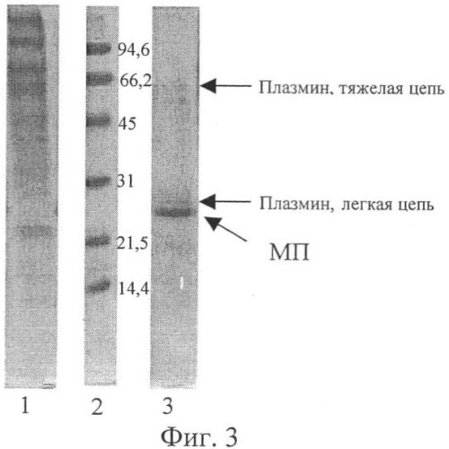 Способ получения активатора плазминогена (патент 2346983)