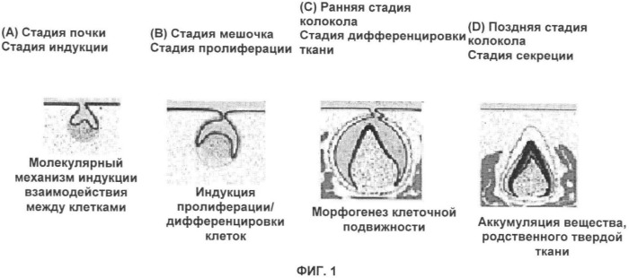 Способ формирования зуба, зубной ряд и способ формирования ткани (патент 2428140)