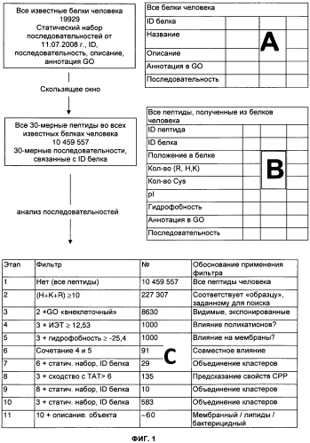 Пептиды, проникающие в клетки, и их применения (патент 2556800)