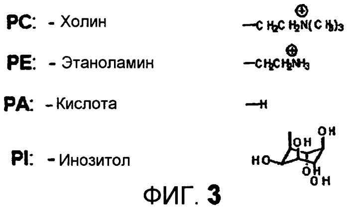 Получение триацилглицеролов из камедей (патент 2456338)