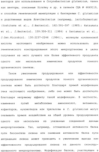 Гены corynebacterium glutamicum, кодирующие белки метаболических путей (патент 2306339)