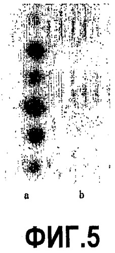 Рекомбинантный химерный белок anth1, кодирующая его нуклеиновая кислота и их применение (патент 2322455)