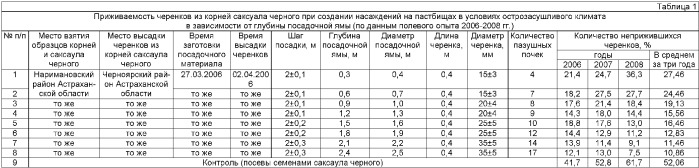 Способ создания насаждений саксаула черного в условиях резко континентального климата (патент 2374807)